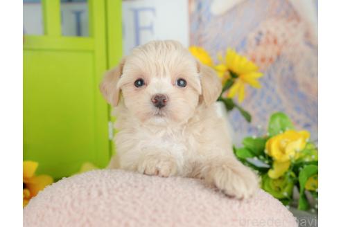 販売中の千葉県のミックス犬-388331の3枚目